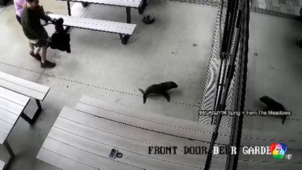 ลูกแมวน้ำวิ่งวุ่นป่วนคาเฟ ในนิวซีแลนด์