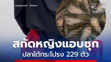 ศุลกากรเซินเจิ้นตาไว สกัดหญิงแอบซุกปลาเป็น ๆ ใต้กระโปรง 229 ตัว