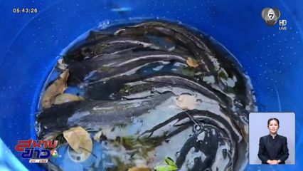 เลี้ยงปลาดุก สูตร "โอเมกา 3"