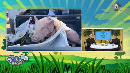 บุญรอด หมูสู้ชีวิตน้ำท่วมหาดใหญ่