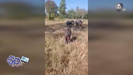 ระทึก ! ควายเผือกขวิดลูกช้างป่า