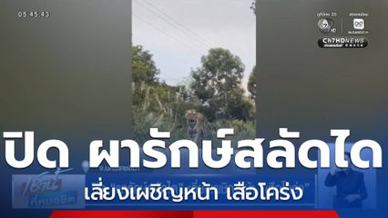 ปิด ผารักษ์สลัดได เลี่ยงเผชิญหน้า เสือโคร่ง