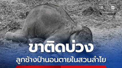 ขาติดบ่วง ลูกช้างป่าล้มในสวนลำไย