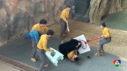 หมีทำร้ายผู้ดูแลในสวนสัตว์เมืองหางโจว