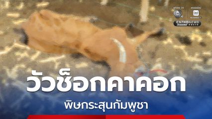 ช็อกคาคอก วัวตกใจเสียงปืนใหญ่เขมร หายใจรวยริน