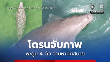 โดรนจับภาพพะยูน 4 ตัว ว่ายหากินสบาย บ่งชี้ทะเลตรังอุดมสุด