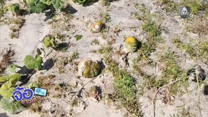 ฟักทองจมน้ำ เน่าคาขั้ว