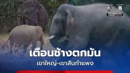 อย่าเข้าใกล้ เตือนช้างป่าตกมัน อุทยานแห่งชาติเขาใหญ่-เขาสันกำแพง