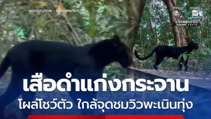 เสือดำแก่งกระจานโผล่โชว์ตัว ใกล้จุดชมวิวพะเนินทุ่ง สะท้อนความสมบูรณ์ของผืนป่า