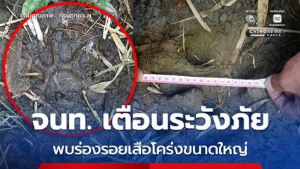 พบร่องรอยเสือโคร่งขนาดใหญ่ใกล้ป่าชุมชนแม่กึ๊ดหลวง จ.ตาก เจ้าหน้าที่แจ้งเตือนประชาชนระวังภัย