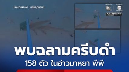 พบฉลามครีบดำ 158 ตัว ว่ายเล่นอิสระในอ่าวมาหยา พีพี ยืนยันความการฟื้นตัวอย่างสมบูรณ์ของระบบนิเวศ
