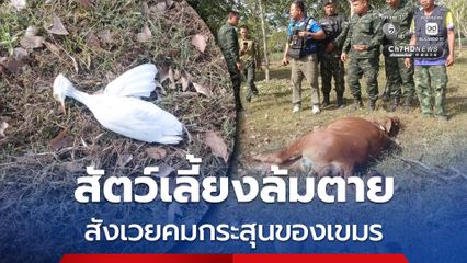 สุดเวทนา ! สัตว์เลี้ยงล้มตายสังเวยจรวด BM-21 ของกัมพูชา