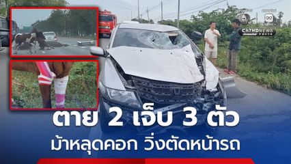 สลด! ฝูงม้าหลุดคอก วิ่งตัดหน้ารถเก๋ง โดนชนตาย 2 เจ็บ 3 ตัว