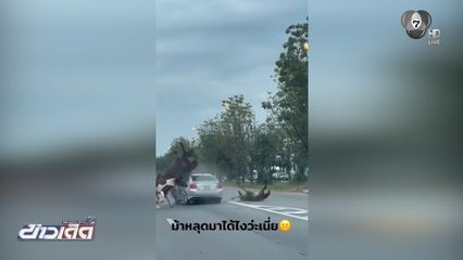 ฝูงม้าเตลิดวิ่งตัดหน้ารถ ถูกชนตาย 2 ตัว