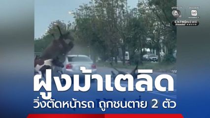 ฝูงม้าเตลิดวิ่งตัดหน้ารถ ถูกชนตาย 2 ตัว