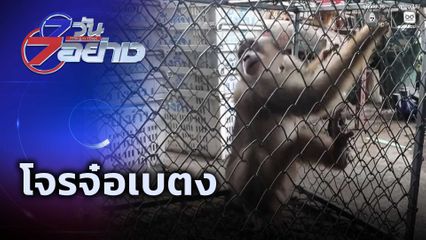 7 วัน 7 อย่าง : โจรจ๋อเบตง