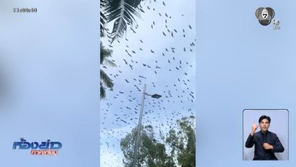 ฝูงอีกาบินว่อน เหนืองานศพทหารกัมพูชา