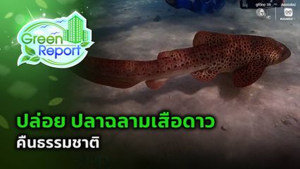 Green Report : ปล่อย ปลาฉลามเสือดาว คืนธรรมชาติ