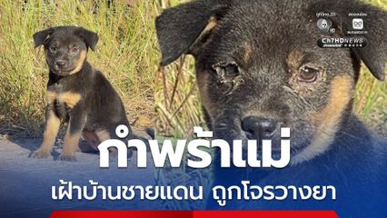 โจรเริ่มอาละวาด ขโมยข้าวของบ้านชายแดน ช่วงอพยพ วางยาเบื่อหมาเฝ้าบ้าน