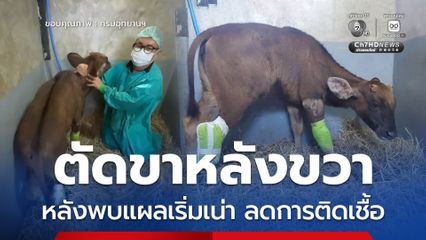 สัตว์แพทย์ ตัดขาหลังขวา ลูกกระทิงติดบ่วงเขาใหญ่ หลังพบแผลเริ่มเน่าเปื่อย เพื่อลดการติดเชื้อ ล่าสุดฟื้นตัวดีแล้ว