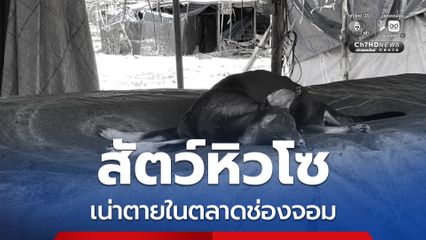 สัตว์เลี้ยงถูกปล่อยทิ้ง หิวโซจนเน่าตายในตลาดช่องจอม
