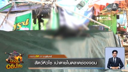 สัตว์หิวโซ เน่าตายในตลาดช่องจอม จ.สุรินทร์