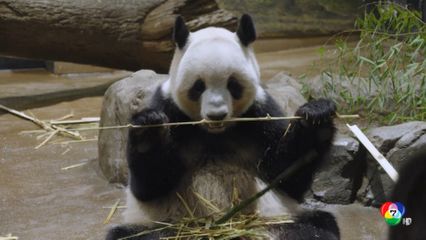 ชาวญี่ปุ่นใจหาย เตรียมส่ง แพนด้ายักษ์แฝด คืนจีน