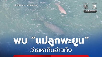 พบ แม่ลูกพะยูน ว่ายหากินอ่าวทึง ในเขตอุทยานแห่งชาติหาดนพรัตน์ธารา-หมู่เกาะพีพี สุขภาพสมบูรณ์ เร่งวางทุ่นชะลอเรือป้องกันอุบัติเหตุ