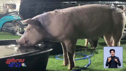 ชีวิตใหม่ "เจ้าบุญรอด" หมูรอดตายน้ำท่วมหาดใหญ่