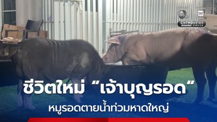 ชีวิตใหม่ เจ้าบุญรอด หมูรอดตายน้ำท่วมหาดใหญ่ หลังมีผู้ใจบุญรับดูแล