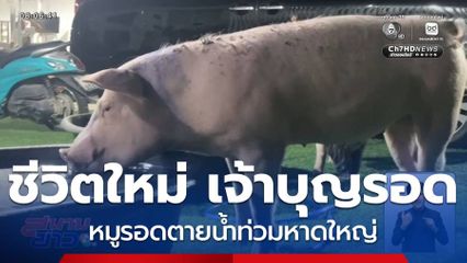 ชีวิตใหม่ "เจ้าบุญรอด" หมูรอดตายน้ำท่วมหาดใหญ่