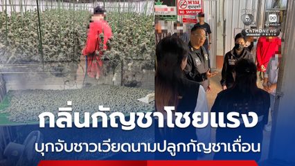 กลิ่นกัญชาโชยแรง ตำรวจ ดส. บุกโกดัง จับชาวเวียดนามปลูกกัญชาเถื่อน