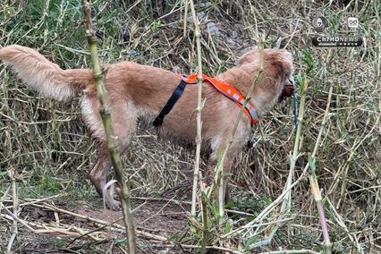 อัลบั้ม ครั้งแรกของโลก! ซ้อมกู้ภัยร่วม “ช้าง–สุนัข–มนุษย์”