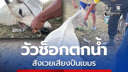 สุดเวทนา วัวช็อกตกน้ำ ขาเจ็บ นอนทรมาน 9 วันจนตาย สังเวยเสียงปืนเขมร