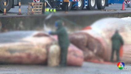 พบซากวาฬขนาดใหญ่ ยาวกว่า 21 เมตร บนชายฝั่งสเปน