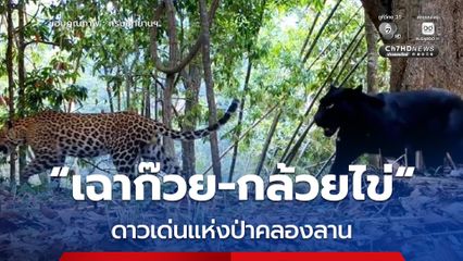 เฉาก๊วย-กล้วยไข่ คู่หูเสือดาว เสือดำ ดาวเด่นแห่งป่าคลองลาน ดัชนีชี้วัดความสมบูรณ์ผืนป่ากำแพงเพชร