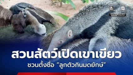 สวนสัตว์เปิดเขาเขียว ชวนร่วมโหวตตั้งชื่อ ลูกตัวกินมดยักษ์ เพศผู้