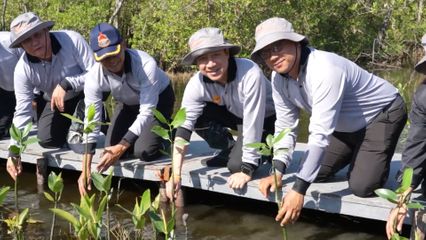 MEA ปลูกป่าชายเลนและส่งมอบเสาไฟปลดระวาง