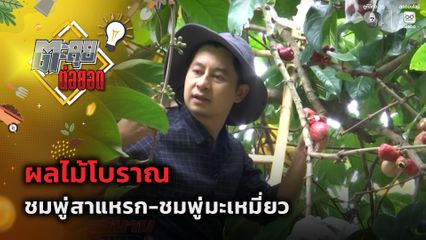 ตะลุยต่อยอด : ผลไม้โบราณ ชมพู่สาแหรก-ชมพู่มะเหมี่ยว