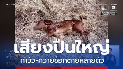 เสียงปืน ทำวัวช็อกตาย จ.บุรีรัมย์