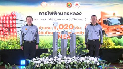 MEA รวมพลังจิตอาสา ปลูกป่าชายเลนและส่งมอบเสาไฟฟ้าปลดระวาง