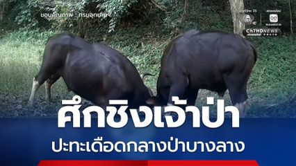 นาทีศึกชิงเจ้าป่า กระทิงหนุ่ม ปะทะเดือดกลางป่าบางลาง สะท้อนความสมบูรณ์ของระบบนิเวศอเมซอนแห่งอาเซียน