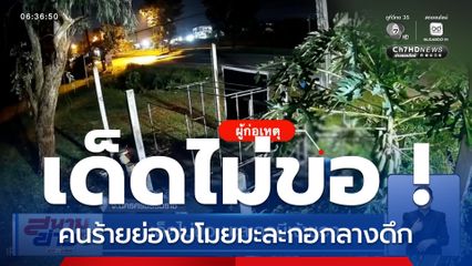 เด็ดไม่ขอ คนร้ายย่องขโมยมะละกอกลางดึก