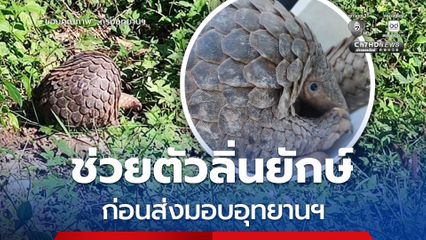 ช่วยตัวลิ่นยักษ์ 7.5 กก. หนีตายจากฝูงสุนัข ก่อนส่งมอบอุทยานฯ เวียงโกศัย ส่งคืนป่าอย่างปลอดภัย