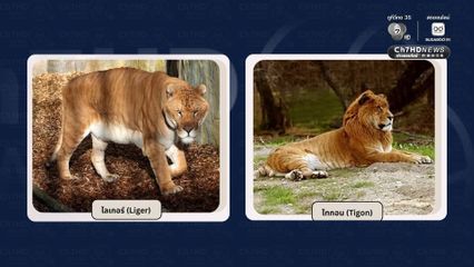 กระทรวงทรัพยากรฯ อุดช่องว่างกฎหมาย คุมเข้ม ไลเกอร์–ไทกอน กำหนดเป็นสัตว์ป่าควบคุม ต้องแจ้งการครอบครอง