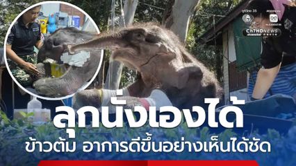 ลูกช้างข้าวต้มอาการดีขึ้น ลุกนั่งได้เอง