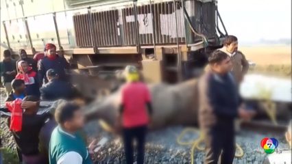 ช้างป่า 7 ตัว ถูกรถไฟชนตายที่อินเดีย