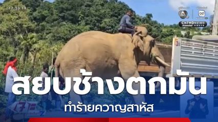 สยบช้างตกมัน ทำร้ายควาญสาหัส จ.นครศรีธรรมราช
