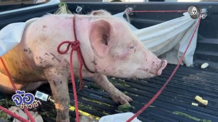 ชีวิตใหม่ เจ้าบุญรอด หมูรอดตายน้ำท่วมหาดใหญ่