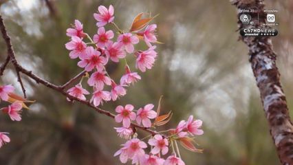 อุทยานฯ ดอยอินทนนท์ เผย "ซากุระเมืองไทย" ที่ดอยผาตั้ง บานสะพรั่ง 80% 